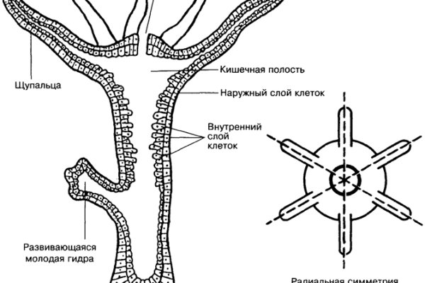 Блэкспрут онион ссылка на тор